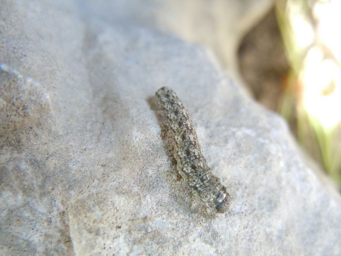 Bruco da identificare - Cryphia (Euthales) algae